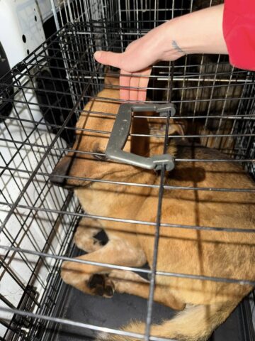 Patru câini din adăpostul ororilor de la Suraia au fost preluați la Suceava, de Casa lui Patrocle