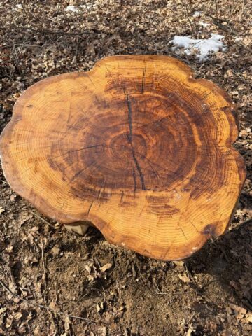 Traseu educativ, cu bănci, măsuțe și un mic amfiteatru, amenajat în pădurea „La Stejărei”, din Burdujeni Sat