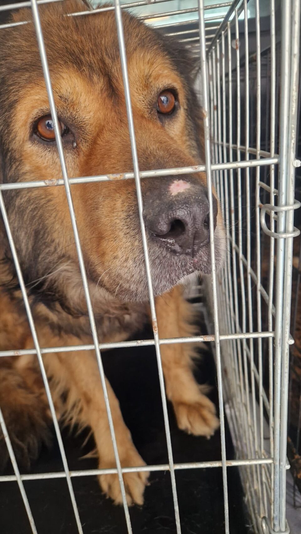 Patru câini din adăpostul ororilor de la Suraia au fost preluați la Suceava, de Casa lui Patrocle