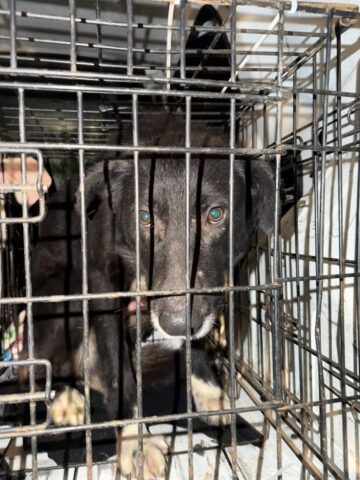 Patru câini din adăpostul ororilor de la Suraia au fost preluați la Suceava, de Casa lui Patrocle