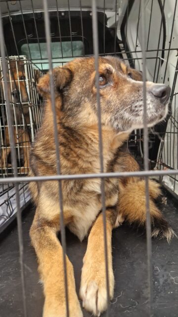 Patru câini din adăpostul ororilor de la Suraia au fost preluați la Suceava, de Casa lui Patrocle