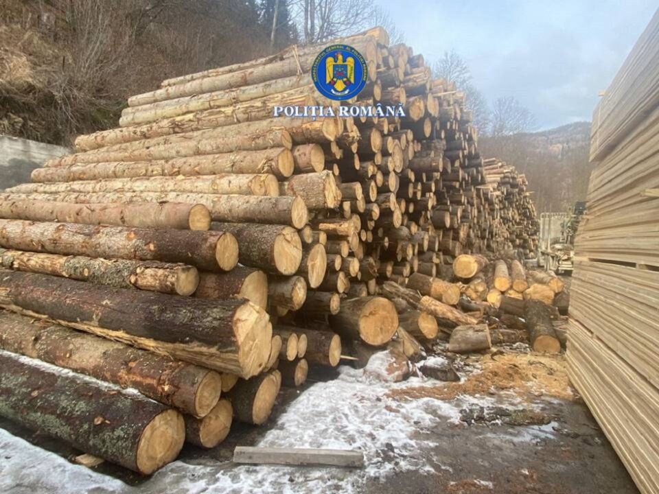 200 mc lemn confiscat, amenzi mari și dosar penal, după descinderi la afaceriști cu lemn din zonele Broșteni, Mălini și Slatina