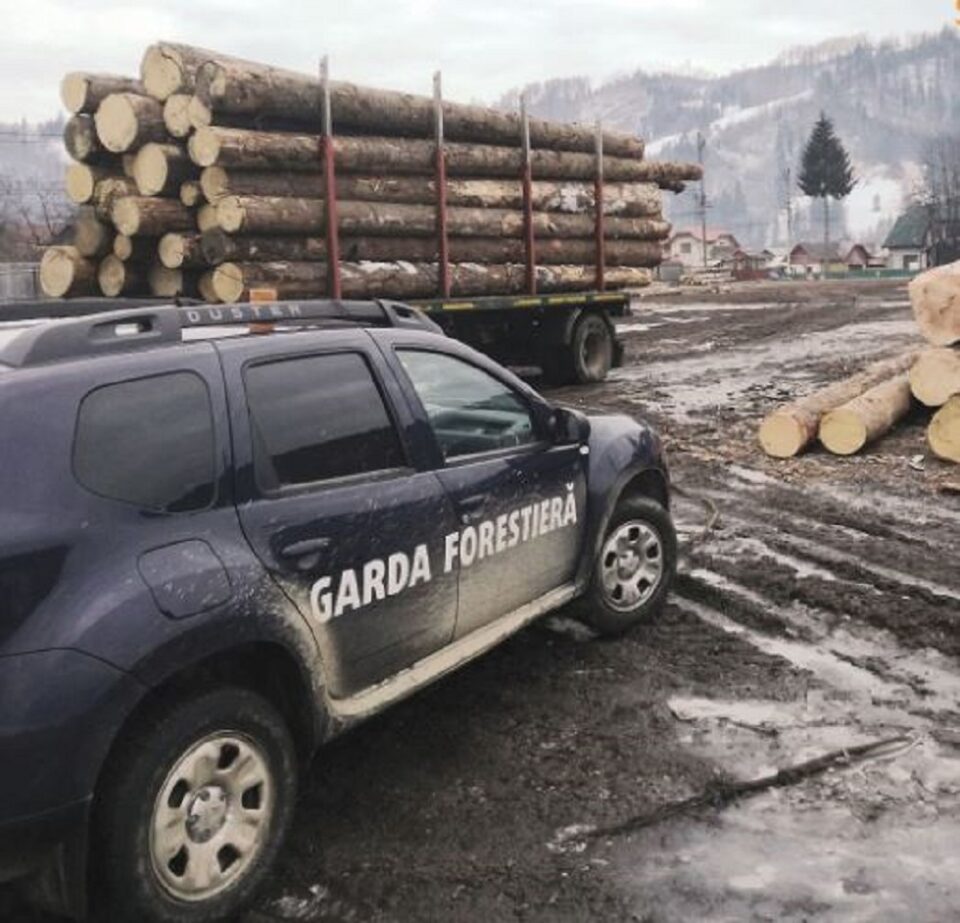 Depozitele de material lemnos, luate la ”puricat” de Garda Forestieră și Poliție