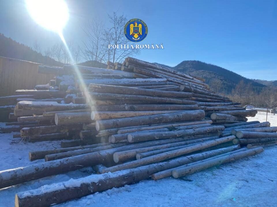 200 mc lemn confiscat, amenzi mari și dosar penal, după descinderi la afaceriști cu lemn din zonele Broșteni, Mălini și Slatina
