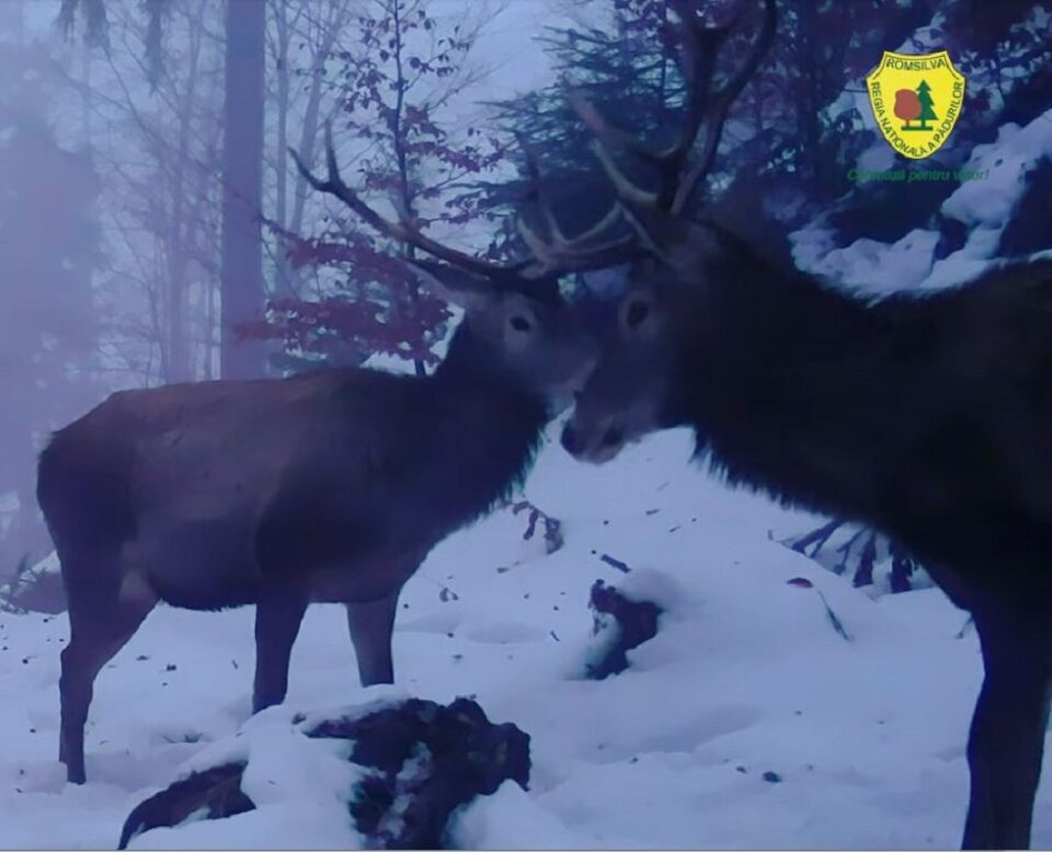 Cerbi tineri care își testează forța, filmați în Parcul Național Călimani