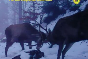 Cerbi tineri care își testează forța, filmați în Parcul Național Călimani