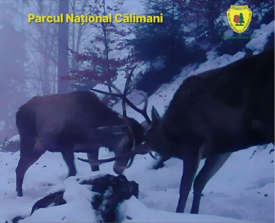 Cerbi tineri care își testează forța, filmați în Parcul Național Călimani