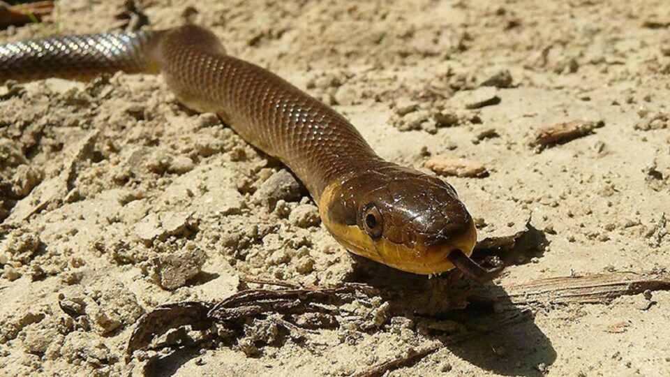 Întâmplare cu popă agresiv, dar evlavios