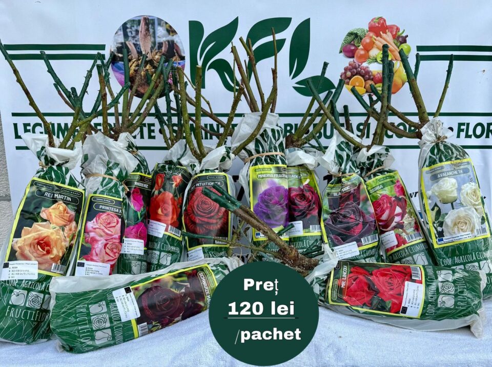 Flori de sezon, oferite la prețuri fără concurență de o firmă din Poieni Solca