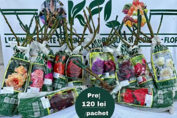 Flori de sezon, oferite la prețuri fără concurență de o firmă din Poieni Solca
