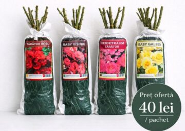 Flori de sezon, oferite la prețuri fără concurență de o firmă din Poieni Solca