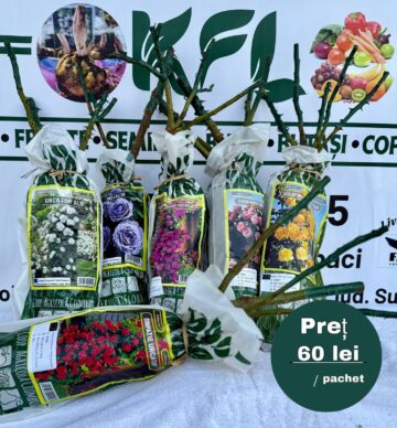 Flori de sezon, oferite la prețuri fără concurență de o firmă din Poieni Solca