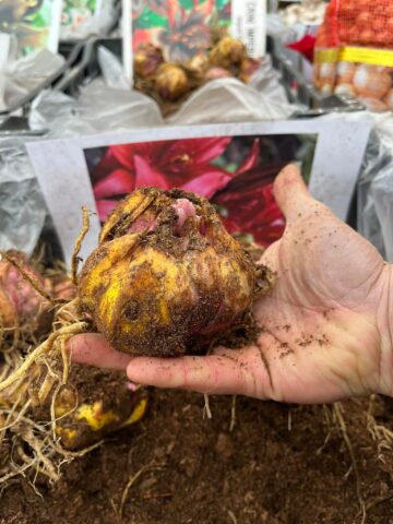 Flori de sezon, oferite la prețuri fără concurență de o firmă din Poieni Solca