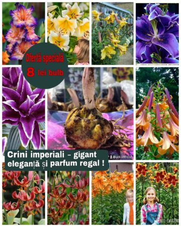 O firmă din Poieni Solca oferă flori de sezon la prețuri fără concurență