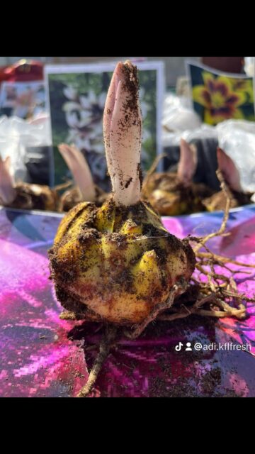 Flori de sezon, oferite la prețuri fără concurență de o firmă din Poieni Solca