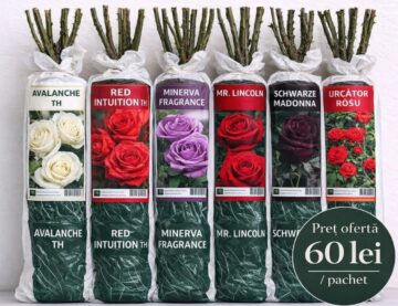 Flori de sezon, oferite la prețuri fără concurență de o firmă din Poieni Solca