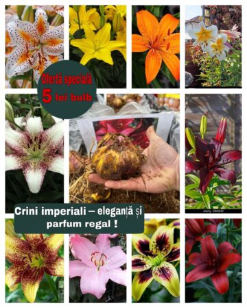 Flori de sezon, oferite la prețuri fără concurență de o firmă din Poieni Solca