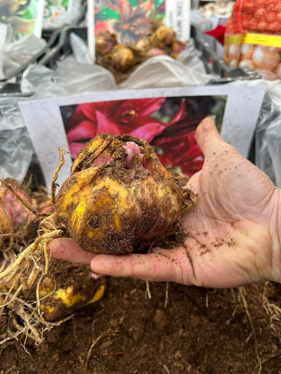 O firmă din Poieni Solca oferă flori de sezon la prețuri fără concurență