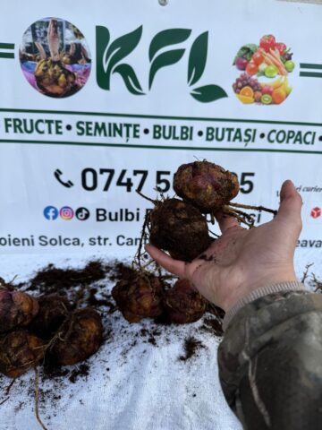 Flori de sezon, oferite la prețuri fără concurență de o firmă din Poieni Solca