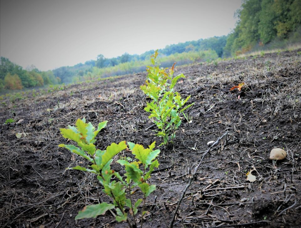 25 de milioane de puieți vor fi plantați de Romsilva în campaniile de împăduriri din acest an