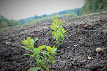 25 de milioane de puieți vor fi plantați de Romsilva în campaniile de împăduriri din acest an