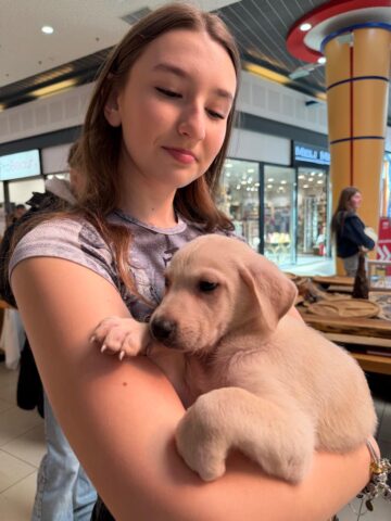 Șapte căței și-au găsit familii la târgul de adopții organizat de Adăpostul Public Suceava