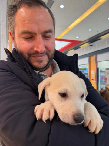 Șapte căței și-au găsit familii la târgul de adopții organizat de Adăpostul Public Suceava