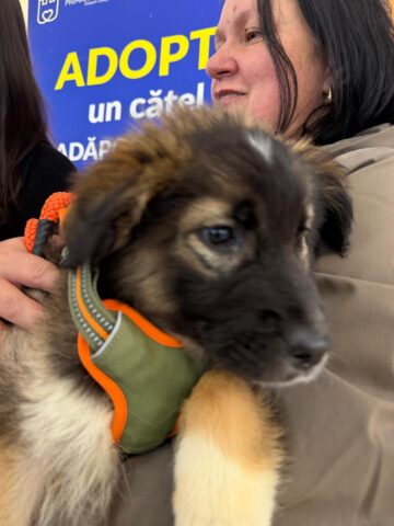 Șapte căței și-au găsit familii la târgul de adopții organizat de Adăpostul Public Suceava