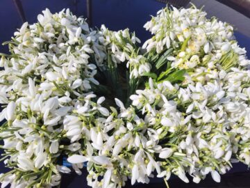 Flori oferite de tinerii ATOS, pe 8 Martie, în spitalele din Rădăuți și Suceava și la Căminul de bătrâni „Sf. Ioan cel Nou”