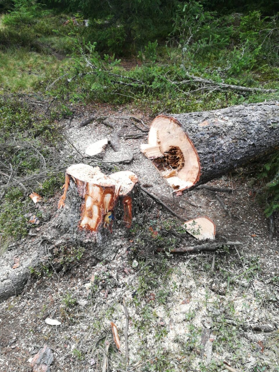 Tăieri ilegale de arbori și furt de material lemnos descoperite în cadrul controalelor Gărzii Forestiere Suceava