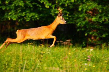 „Clasicul suedez” și… concurența cu sine