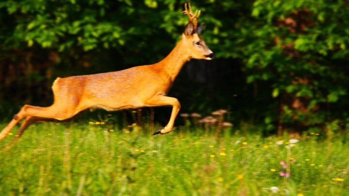 „Clasicul suedez” și… concurența cu sine