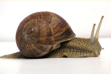 „Lucrări în ritm de melc”