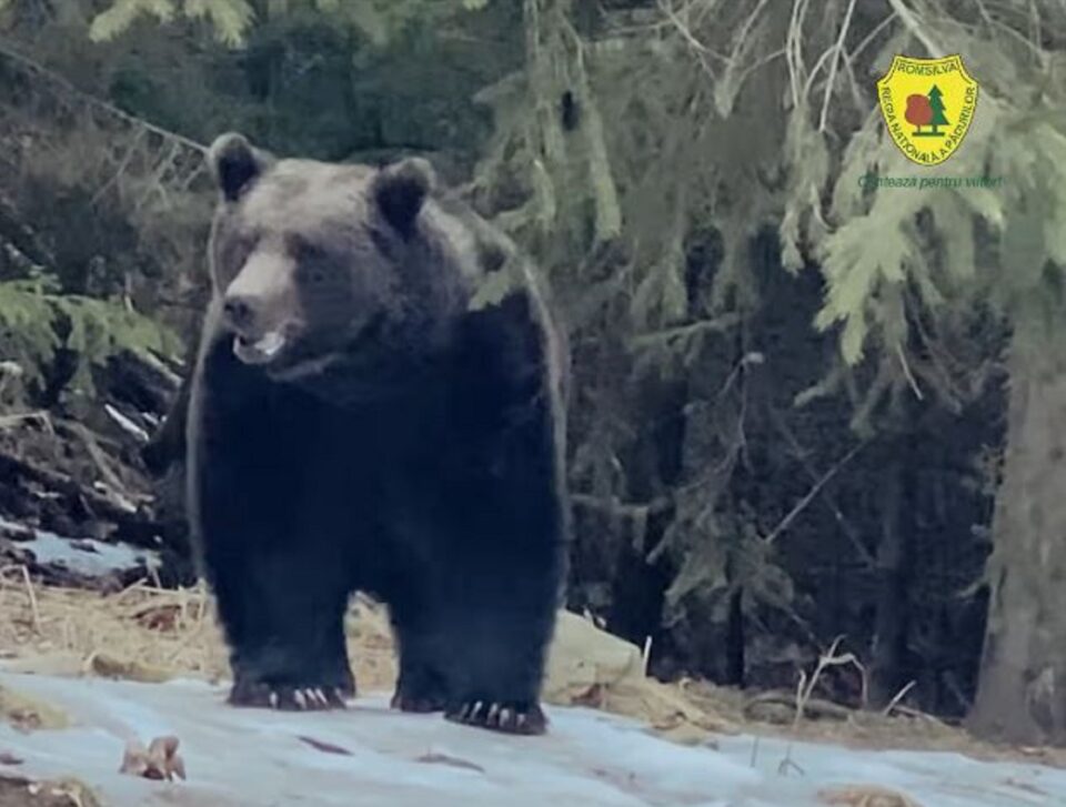 Exemplar impresionant de urs, surpriză de final de săptămână în pădurile Bucovinei