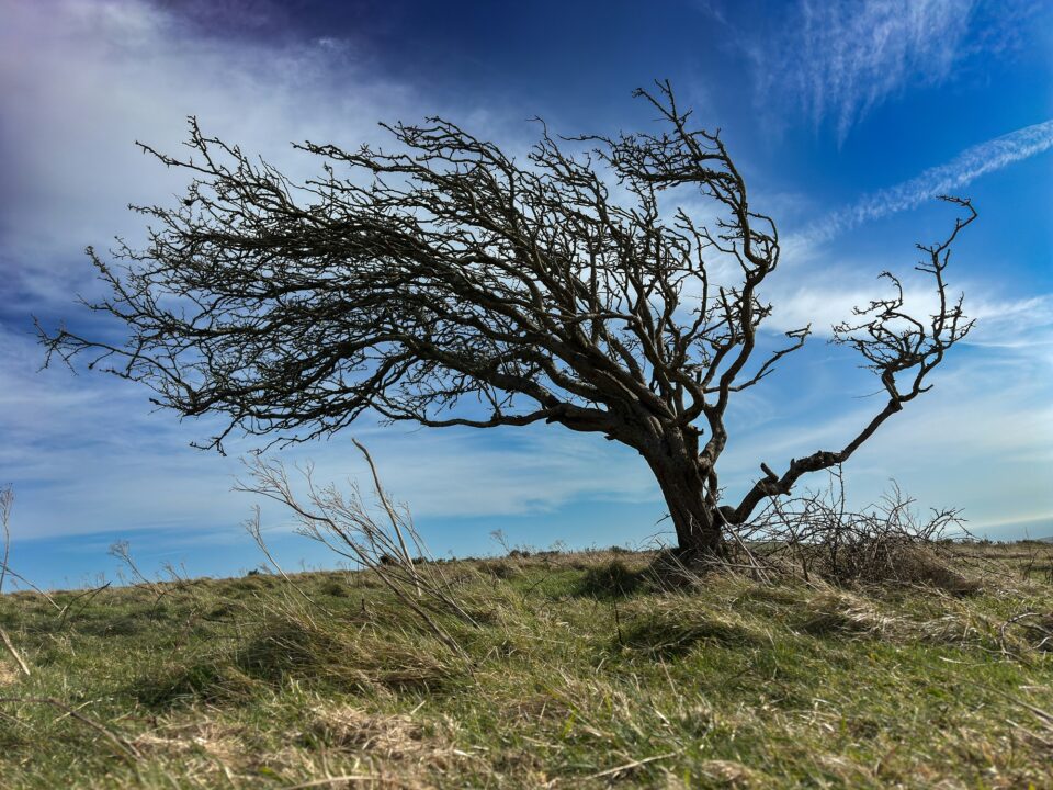 Atenționare meteo de intensificări ale vântului, până duminică seara