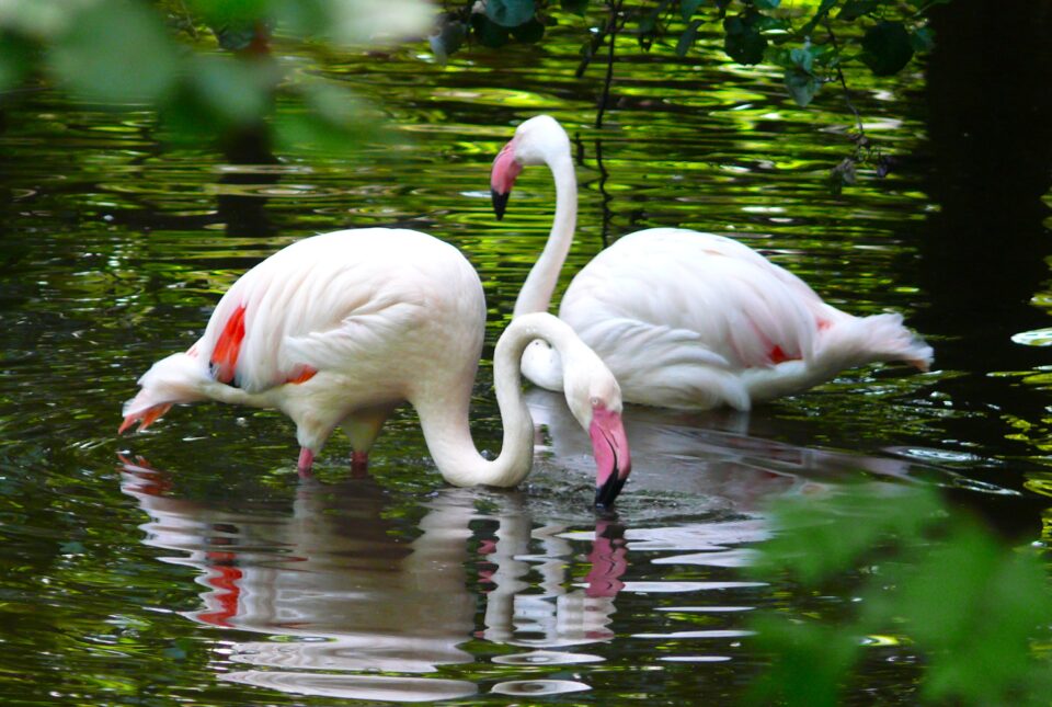 O bucurie pentru cei uimiți și revoltați: pierderea speranței și vocația