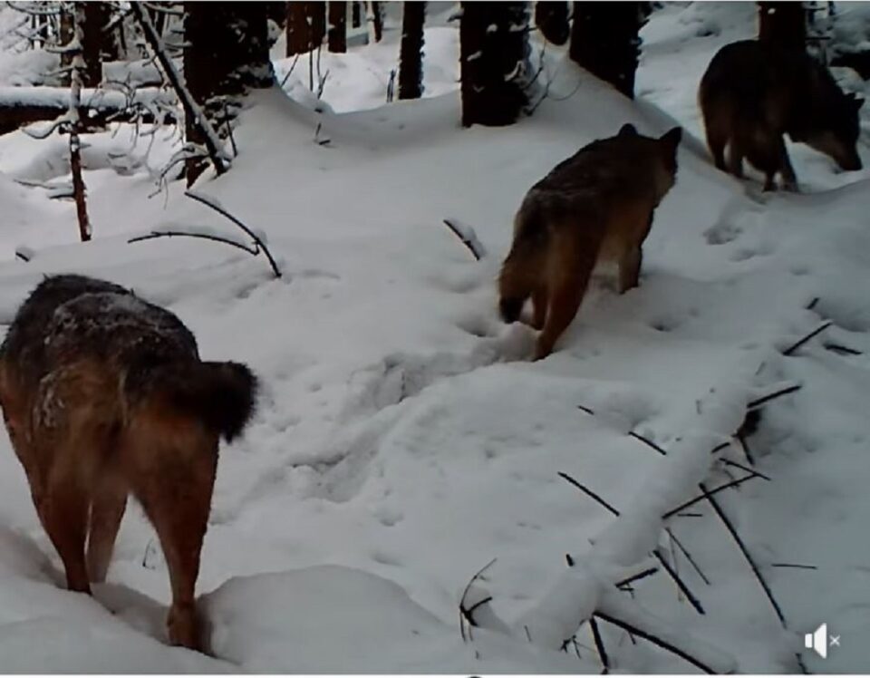 Haită de lupi filmată prin zăpadă în Parcul Național Călimani