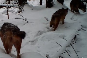 Haită de lupi filmată prin zăpadă în Parcul Național Călimani