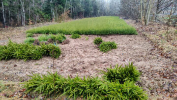 Puieți de arbori produși în pepinierele proprii ale Direcției Silvice Suceava, folosiți la regenerarea suprafețelor forestiere