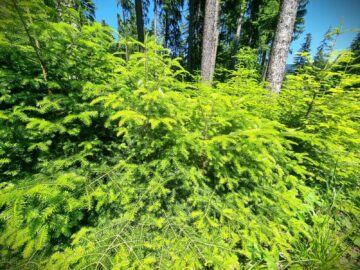 Luna plantării arborilor la Direcția Silvică Suceava – campioană la regenerarea pădurilor