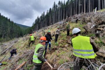 Împădurire cu puieți de arbori produși în pepinierele proprii, de către Direcția Silvică Suceava