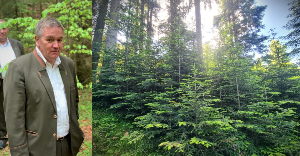 Sorin Ciobanu, șeful Direcției Silvice Suceava, în cadrul căreia se realizează cele mai ample acțiuni de regenerare forestieră din țară