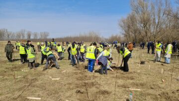 O viitoare pădure cu 2500 de arbori, plantată cu voluntari, la Ocolul Silvic Dolhasca