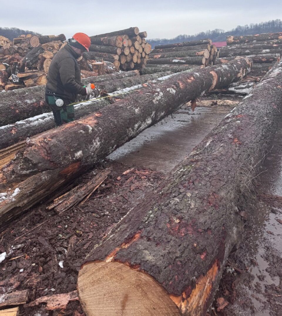 Sute de metri cubi de material lemnos fără proveniență legală și transporturi fictive, cercetate la Cârlibaba Sute de metri cubi de material lemnos fără proveniență legală și transporturi fictive, cercetate la Cârlibaba