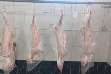 Două centre de sacrificare miei autorizate, deocamdată, în jurul Sucevei Două centre de sacrificare miei autorizate, deocamdată, în jurul Sucevei