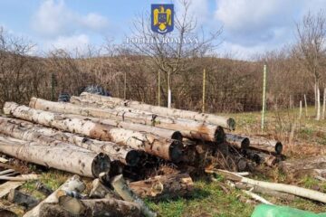 Zeci de percheziții la operatorii economici care se ocupă de exploatarea și comercializarea lemnului, de Ziua Pădurilor