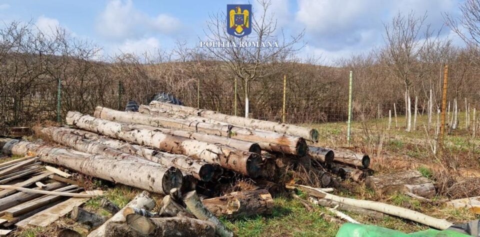 Zeci de percheziții la operatorii economici care se ocupă de exploatarea și comercializarea lemnului, de Ziua Pădurilor