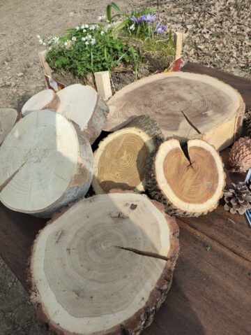 Primii vizitatori ai „Potecii educative Pădurea Burdujeni”