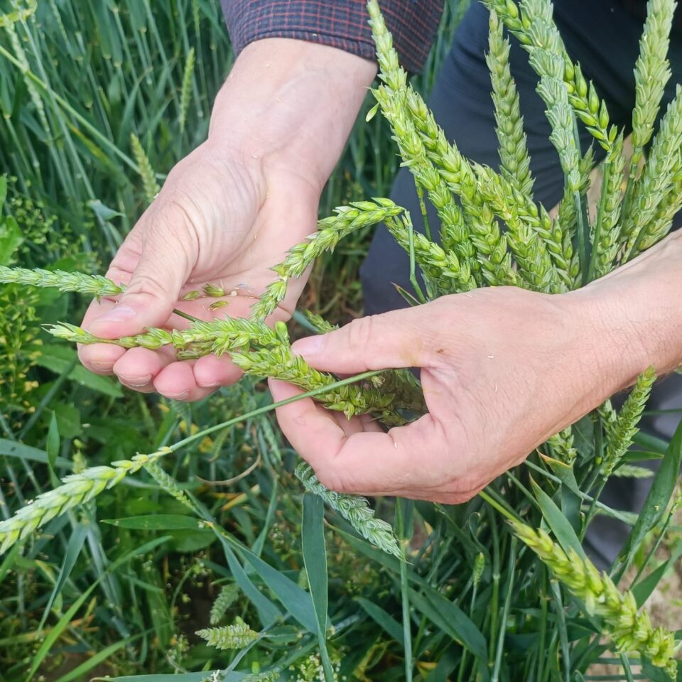 Costuri crescute pentru fermieri pentru înființarea unui hectar de cultură. Risc ridicat ca o serie de terenuri să rămână pârloagă