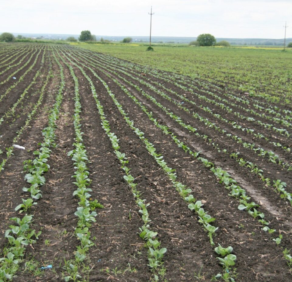 Costuri crescute pentru fermieri pentru înființarea unui hectar de cultură. Risc ridicat ca o serie de terenuri să rămână pârloagă